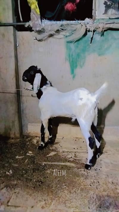 Black Ablaq print Main 0334-2637391 khobsurat Bakra