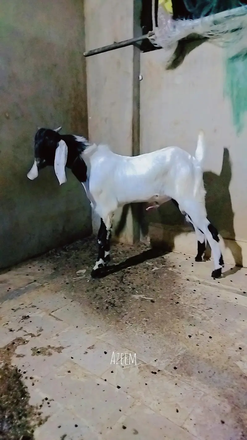 Black Ablaq print Main 0334-2637391 khobsurat Bakra — photo 3