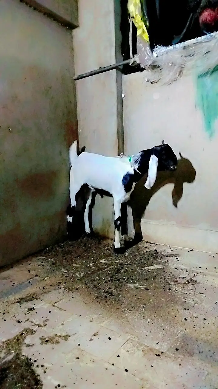 Black Ablaq print Main 0334-2637391 khobsurat Bakra — photo 4