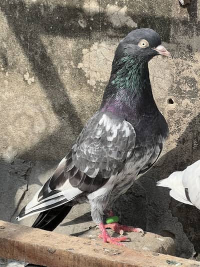Teddy male for sale