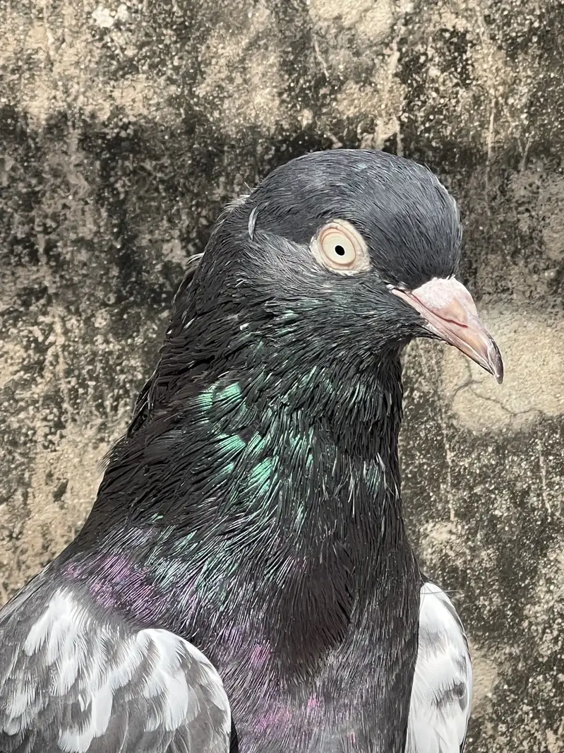 Teddy male for sale — photo 2