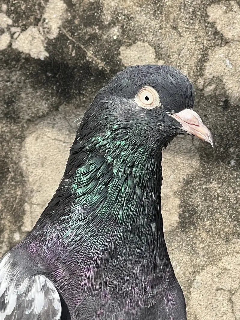 Teddy male for sale — photo 3