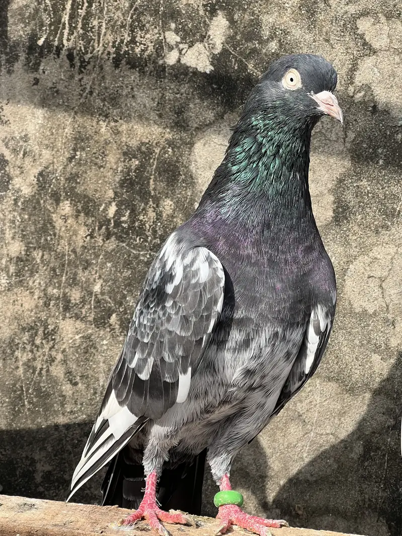 Teddy male for sale — photo 5