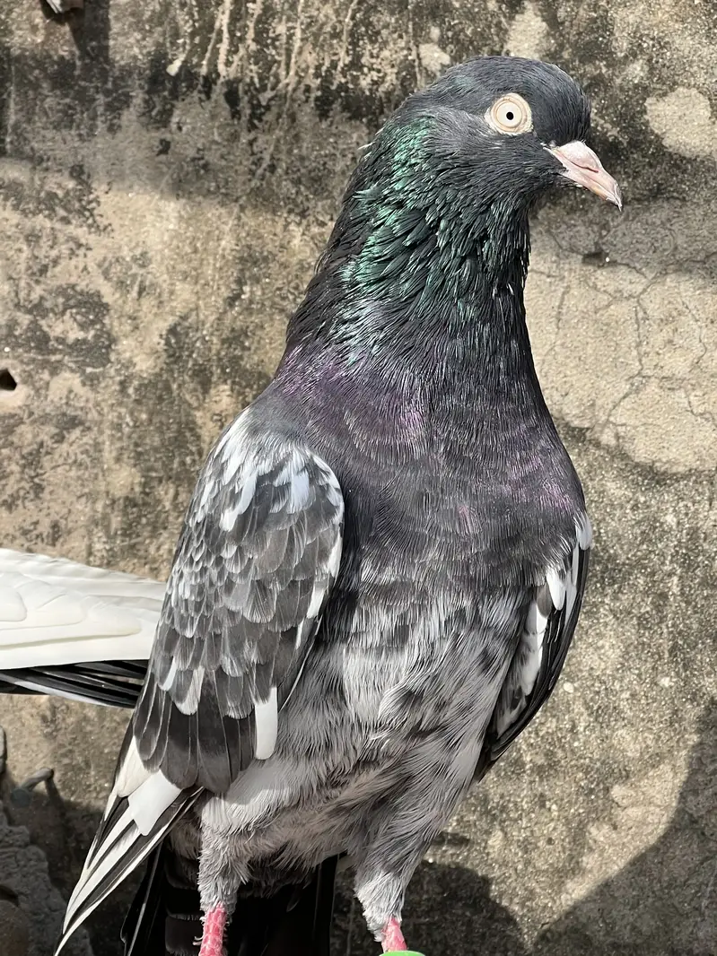 Teddy male for sale — photo 6