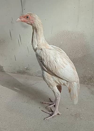 paper white Heera patha white eyes white nok nalliyan zer dum