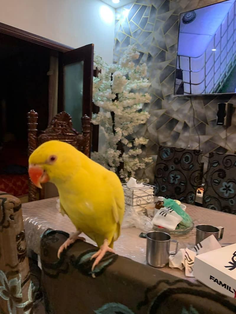 Yellow ringnack 2