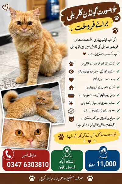 Beautiful and Healthy [persain] Cat for Sale