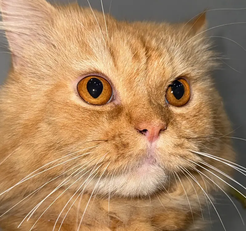 Beautiful and Healthy [persain] Cat for Sale — photo 2