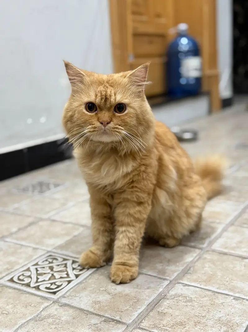 Beautiful and Healthy [persain] Cat for Sale — photo 3
