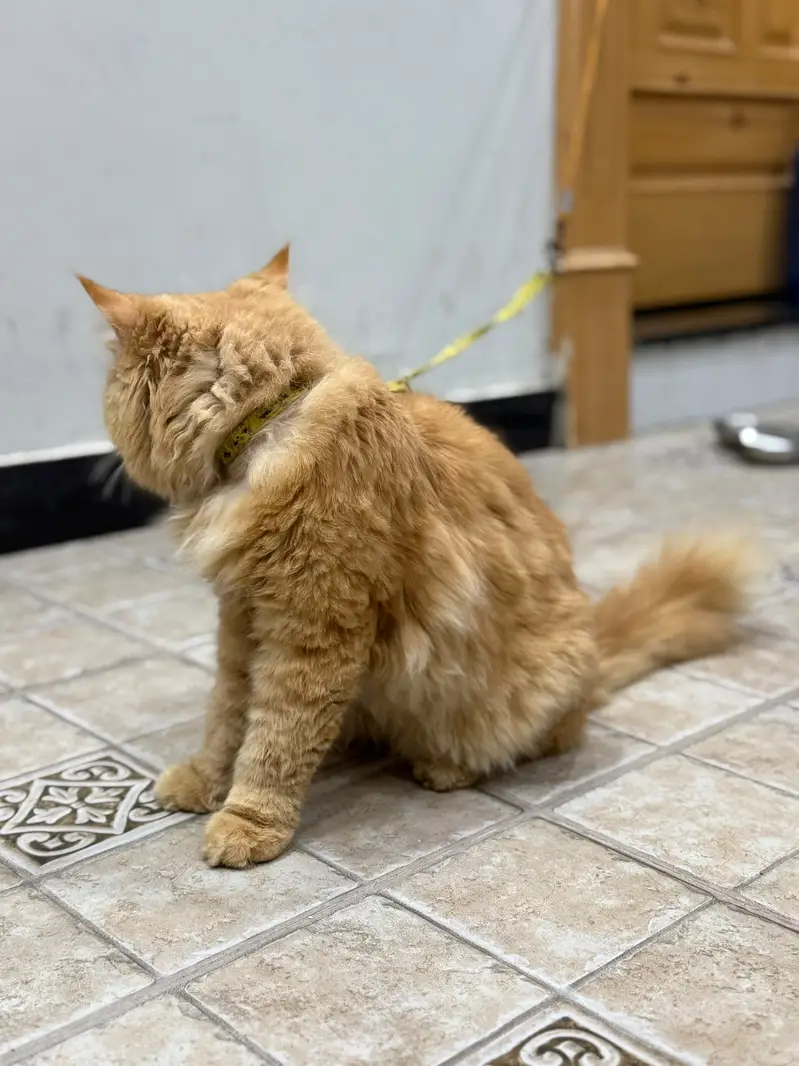 Beautiful and Healthy [persain] Cat for Sale — photo 4
