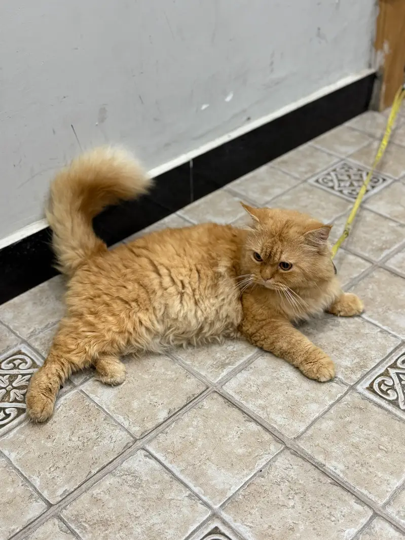 Beautiful and Healthy [persain] Cat for Sale — photo 5