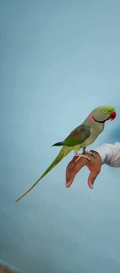 full size kashmiri adult male full hand tamed zero bite