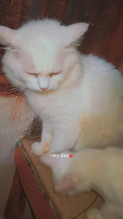 pair and female kitten