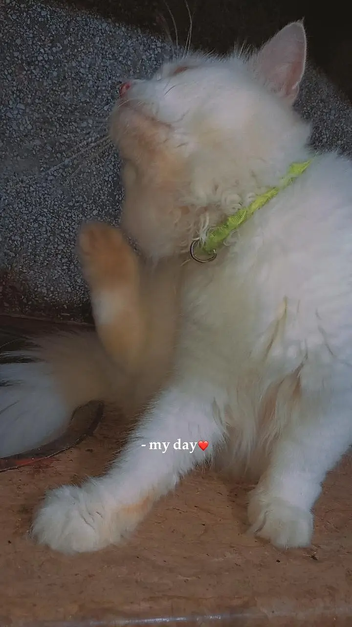 pair and female kitten — photo 2