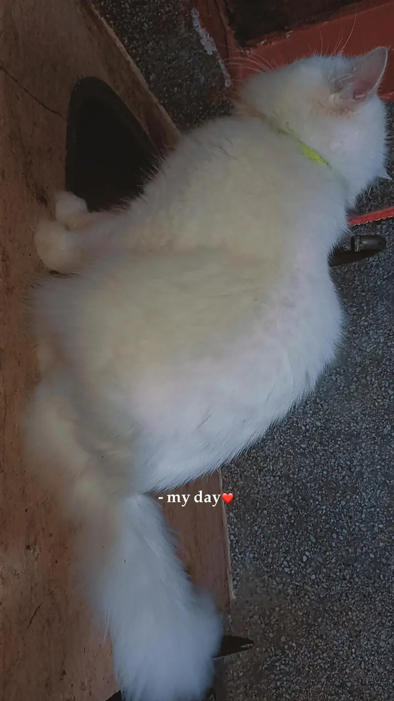 pair and female kitten — photo 4