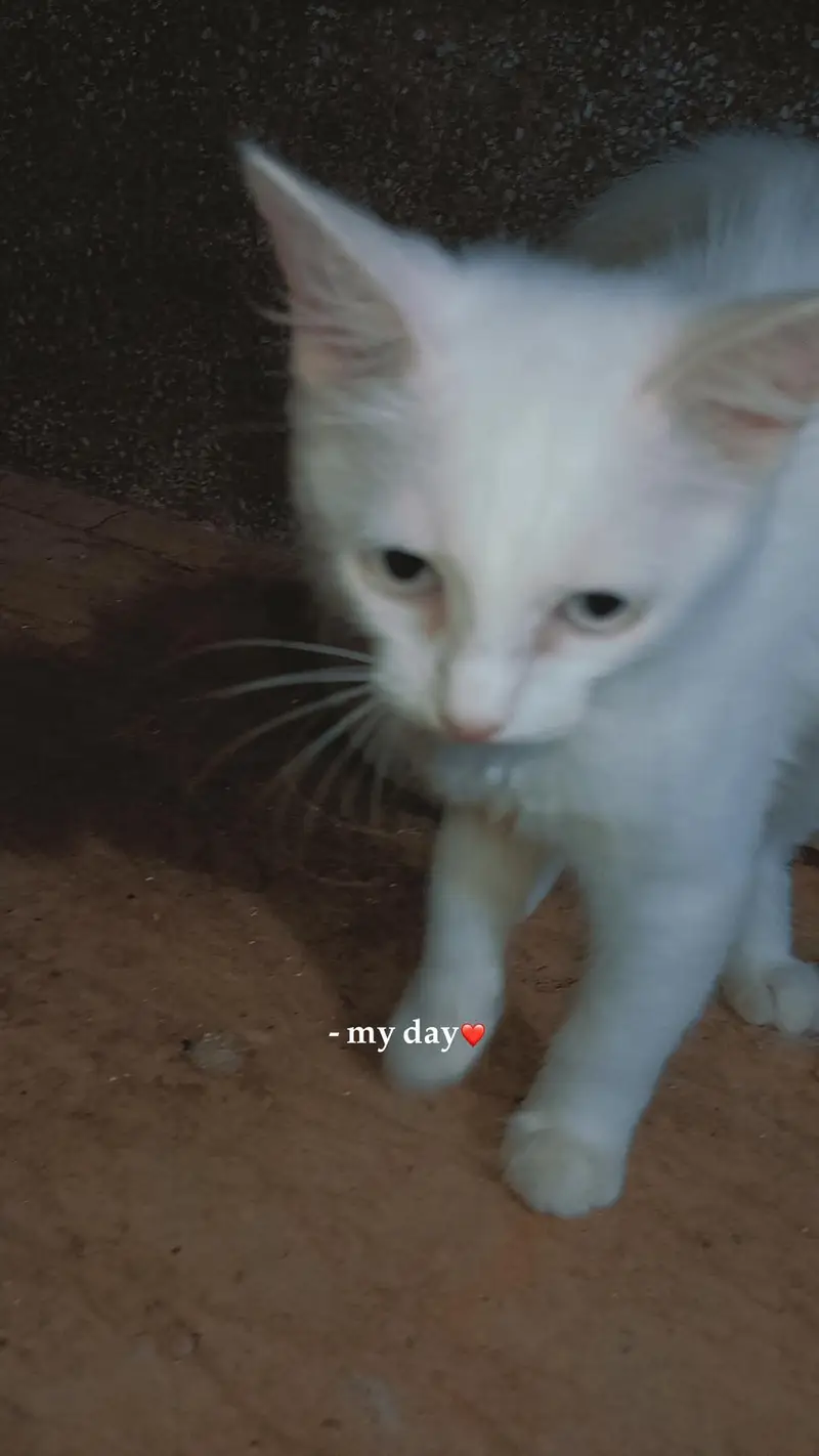 pair and female kitten — photo 11
