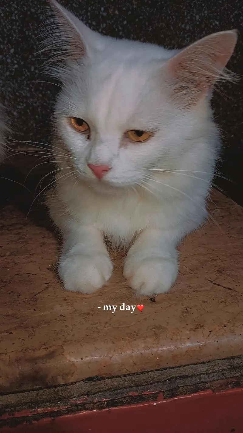 pair and female kitten — photo 12