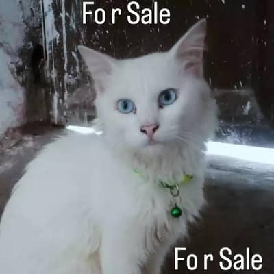 Persian Cat for Sale