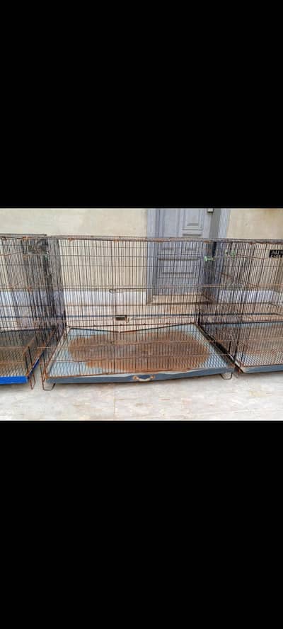 cage | iron cage | parrot cage | hen cage 03096360200