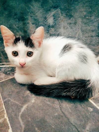 British Shorthair Tuxedo Kitten's