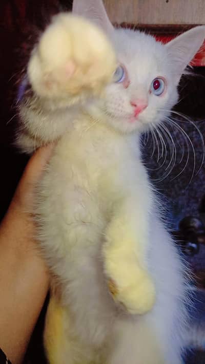adult male & adult female & kitten