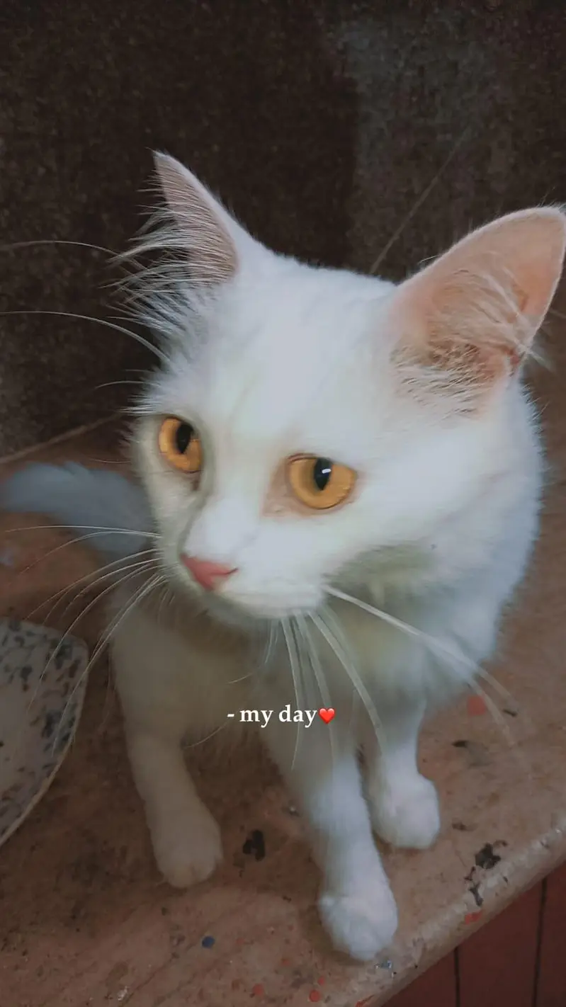adult male & adult female & kitten — photo 8