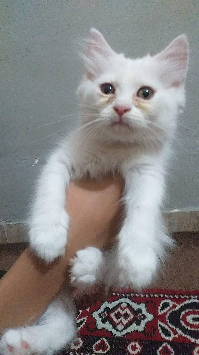 persian kitten pair 1