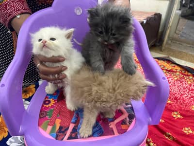 3 Russian Kittens