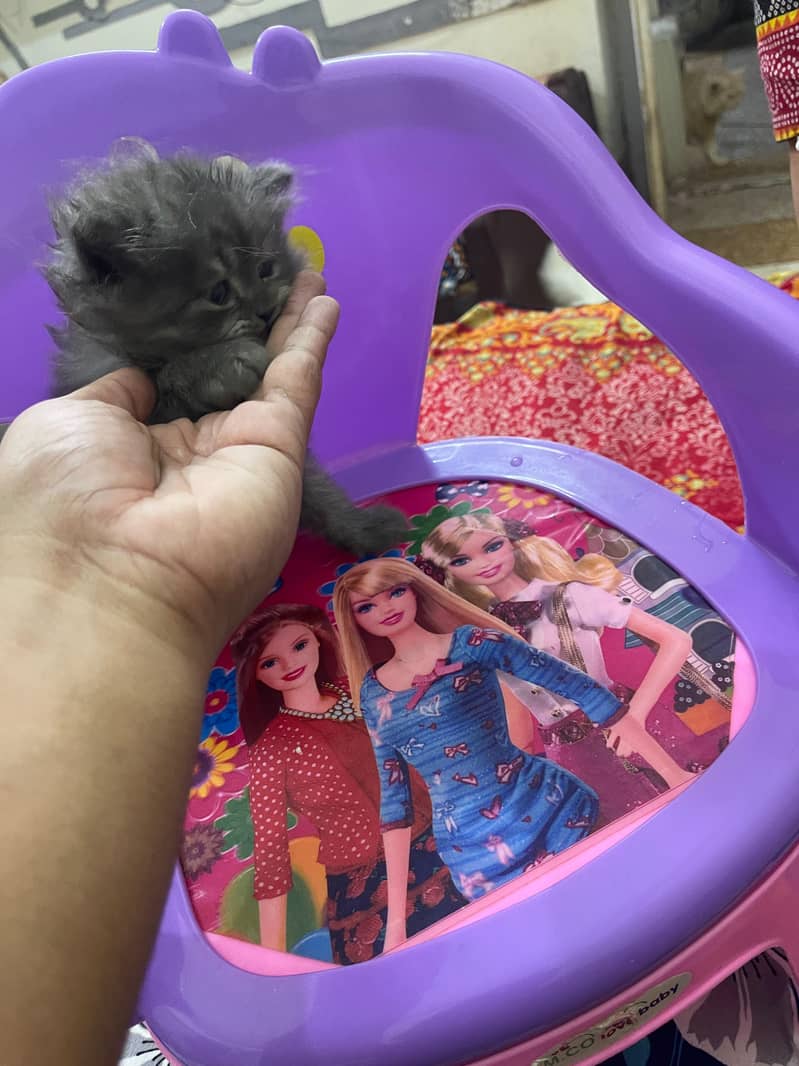3 Russian Kittens 1