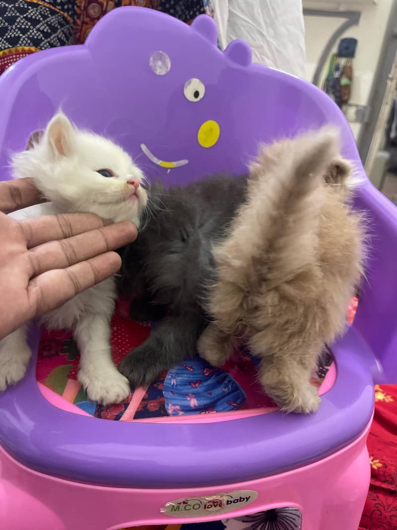 3 Russian Kittens 2