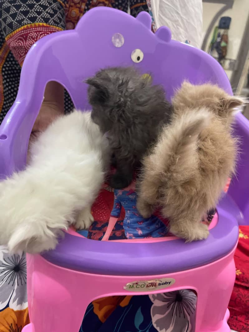 3 Russian Kittens 3