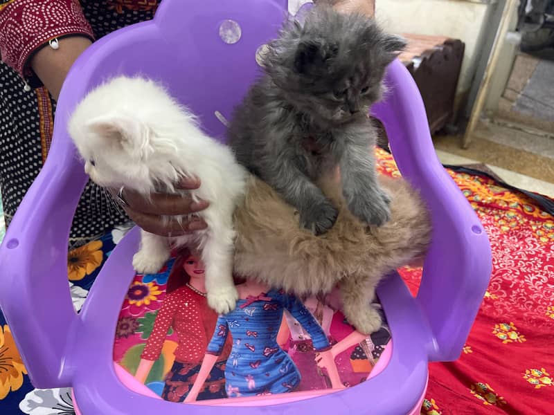 3 Russian Kittens 4