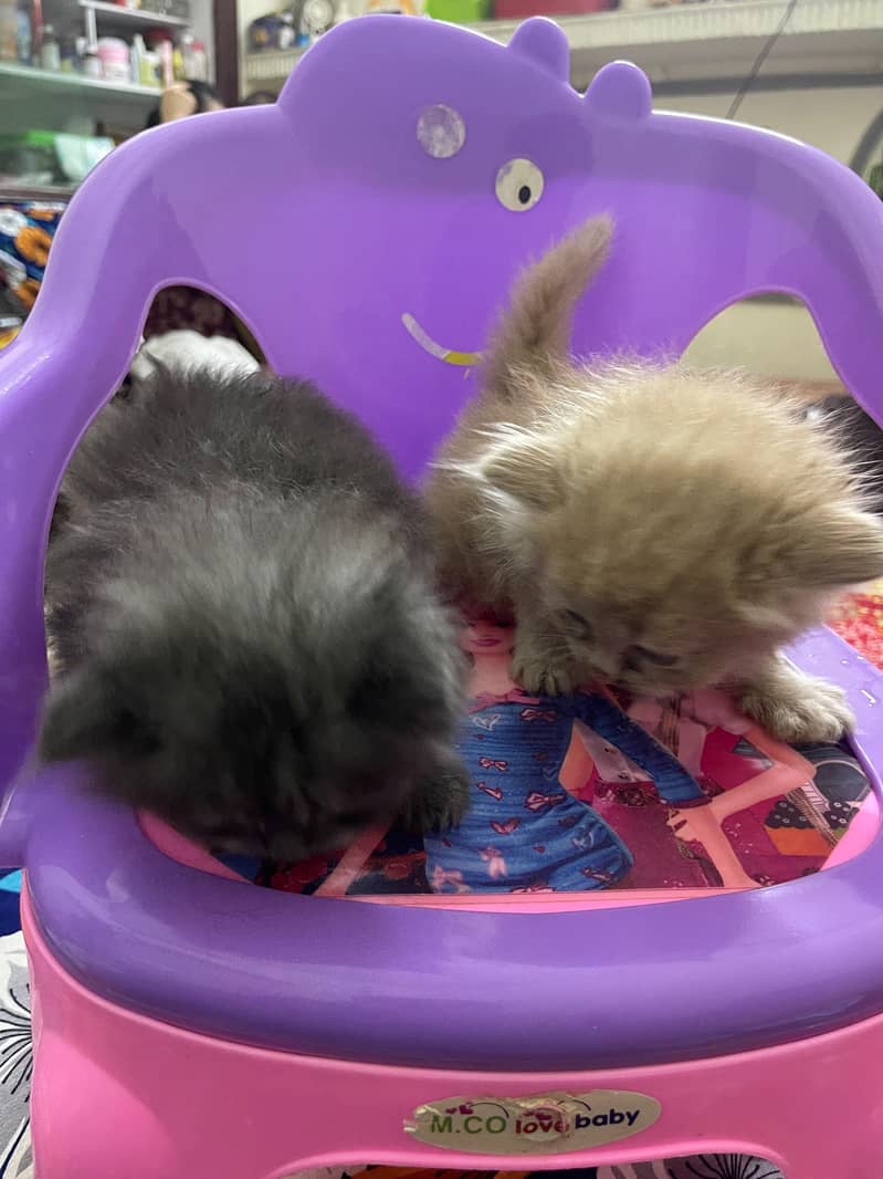 3 Russian Kittens 5
