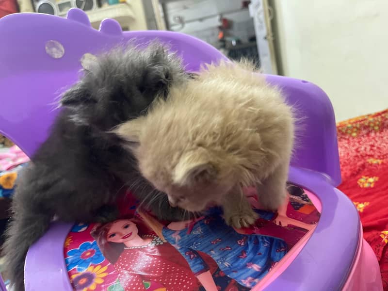 3 Russian Kittens 6