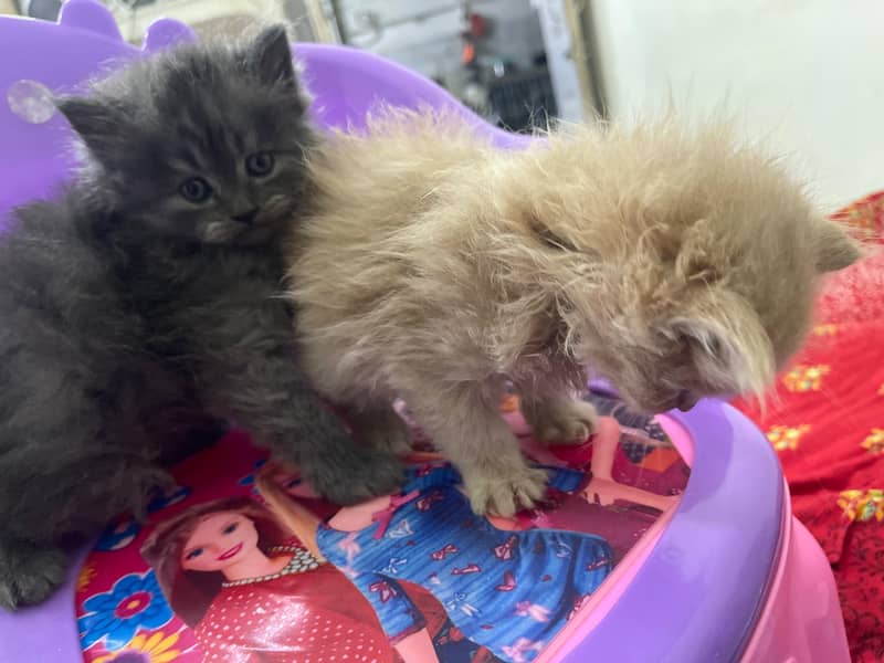 3 Russian Kittens 7