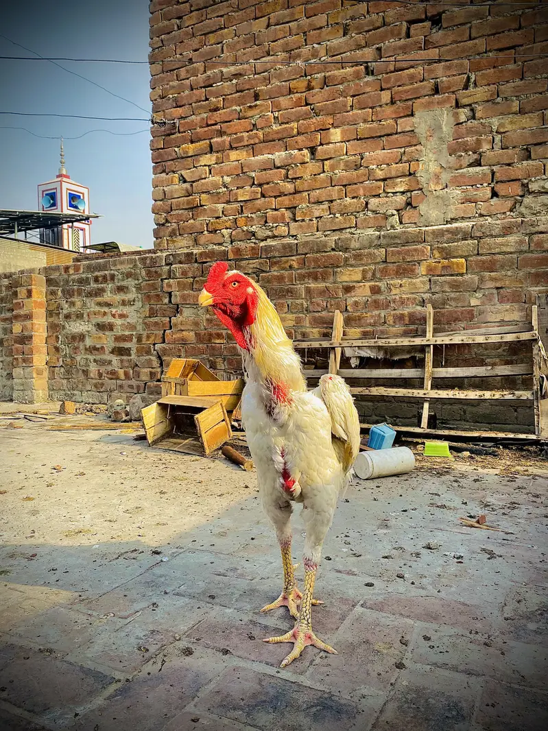 Pure shaamoo — photo 5
