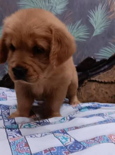 golden retriever