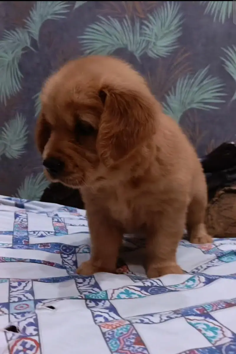 golden retriever — photo 2
