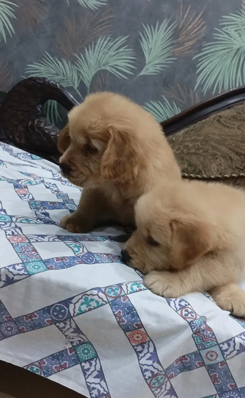 golden retriever — photo 3