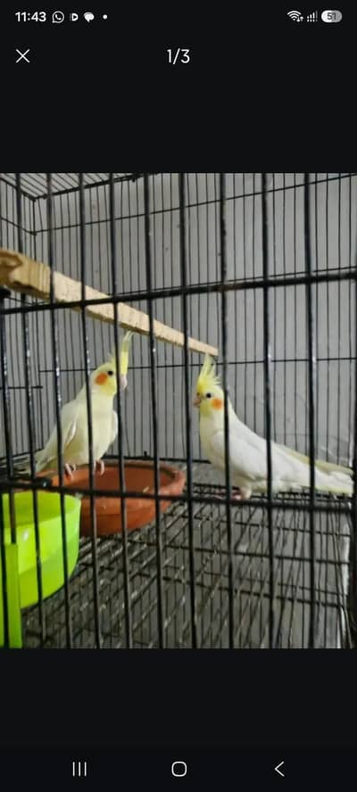 cocktail Males  parrot