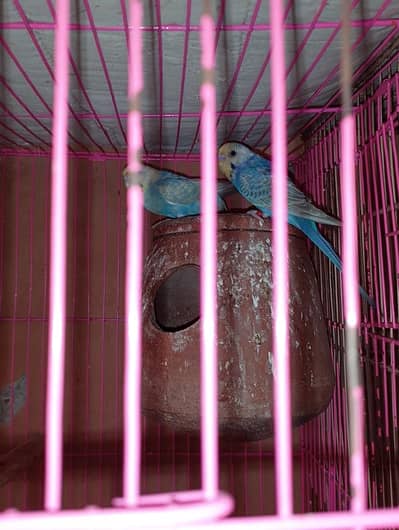 Rainbow male and female available