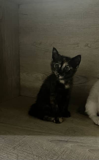 Cute Kitten for Sale