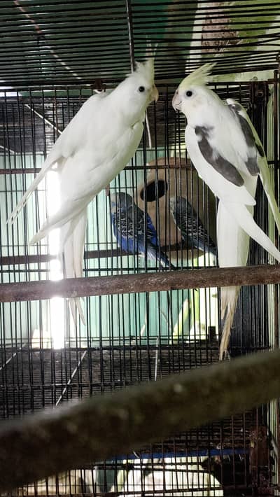 Cream face Vpide X ino red-eyes