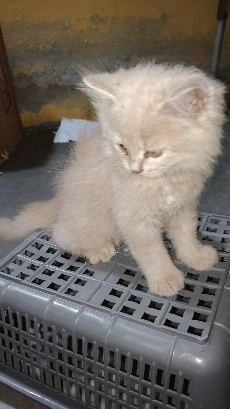 persien Cats 1
