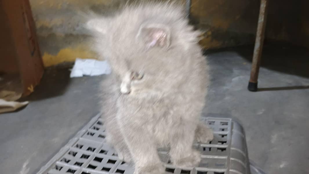 persien Cats 2
