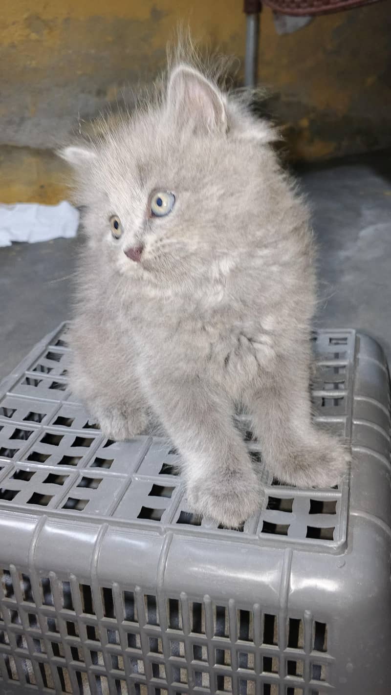 persien Cats 3