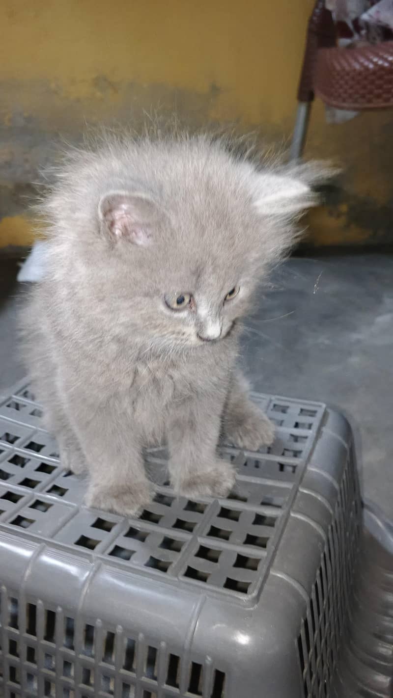 persien Cats 4