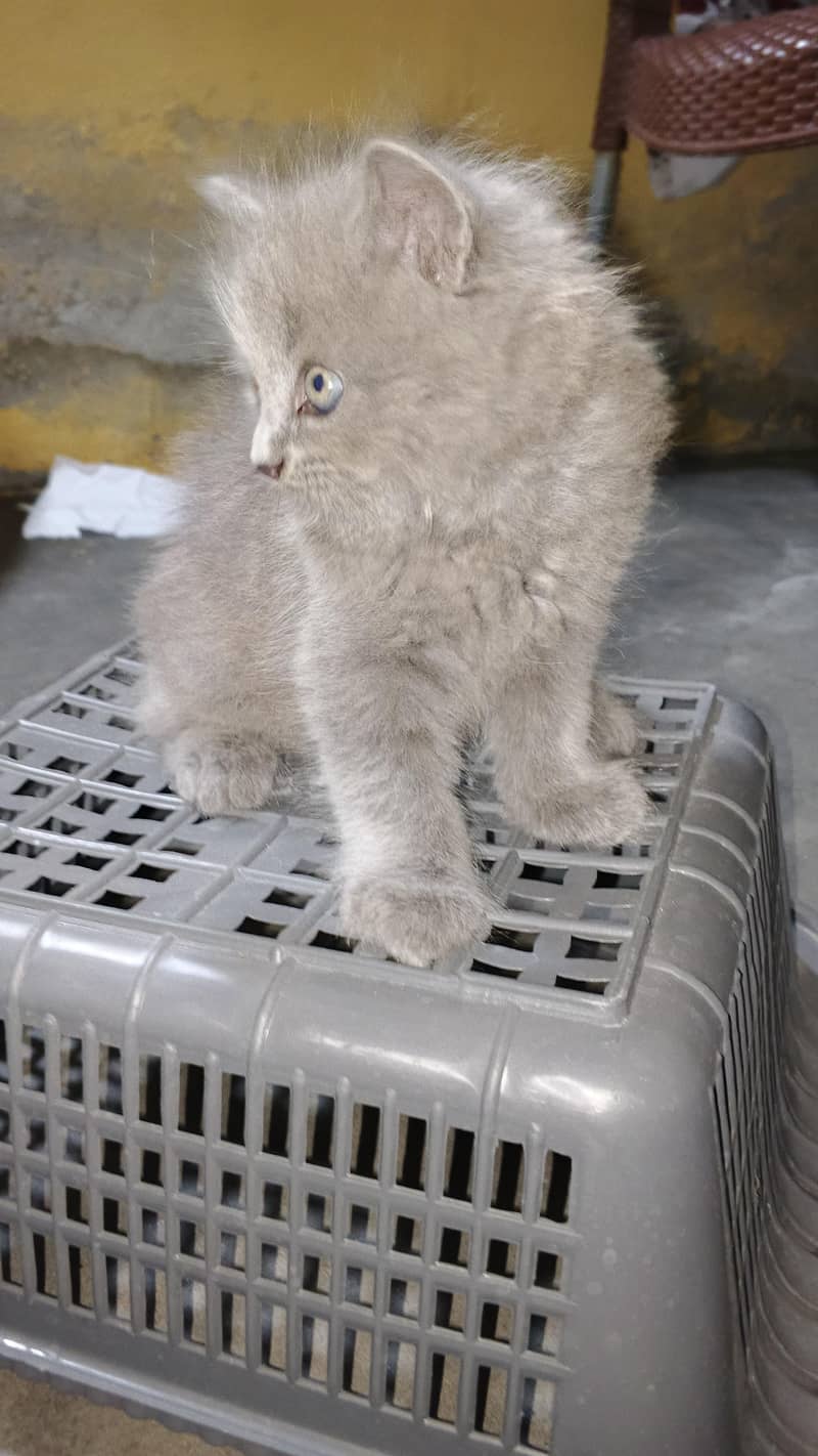 persien Cats 5