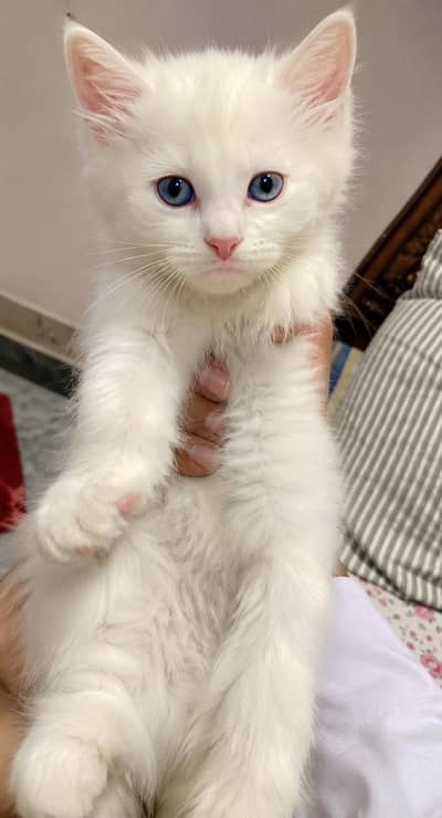 Beautiful White Persian Kittens for Sale | Triple Coat | Blue Eyes