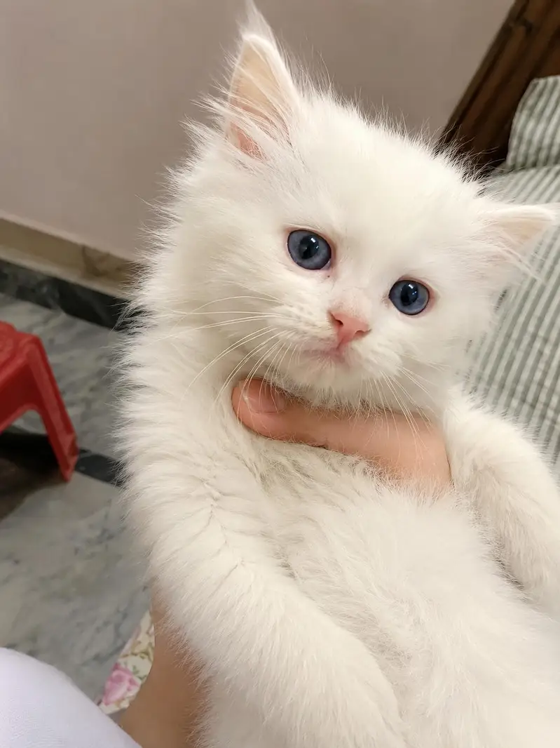 Beautiful White Persian Kittens for Sale | Triple Coat | Blue Eyes — photo 2